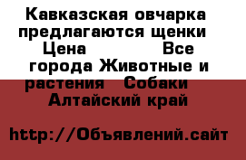 Кавказская овчарка -предлагаются щенки › Цена ­ 20 000 - Все города Животные и растения » Собаки   . Алтайский край